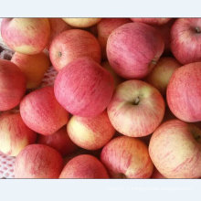 Exporter la qualité standard de la pomme Qinguan fraîche